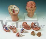 Brain Model with Arteries on Base of Head, 8 part